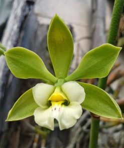 Encyclia alboxanthina