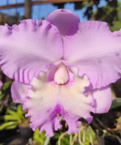 Rlc. Pastoral 'Innocence' x Rlc. Chief Pink 'Diana'
