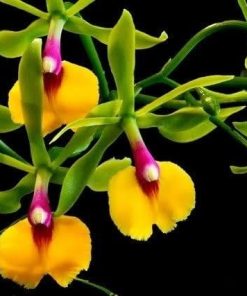 Epicattleya Rene Marques