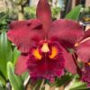 Rlc. Chunyeah x Rth. Nobile´s Bruno Bruno